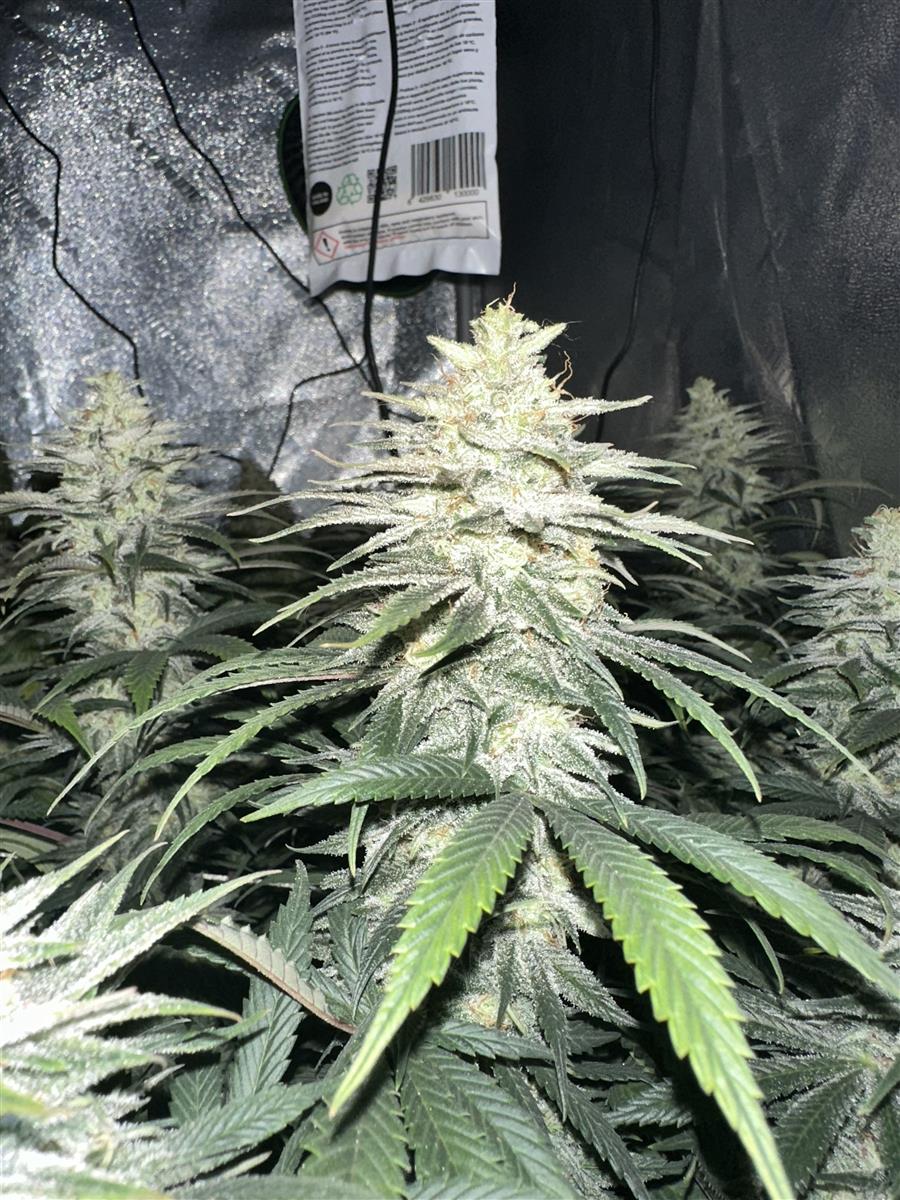 Featured Plant Image