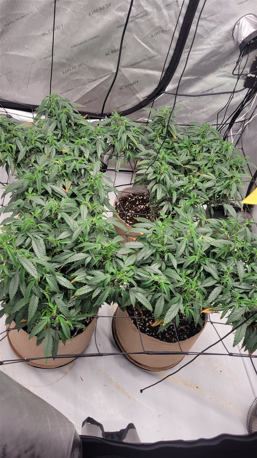 Featured Plant Image