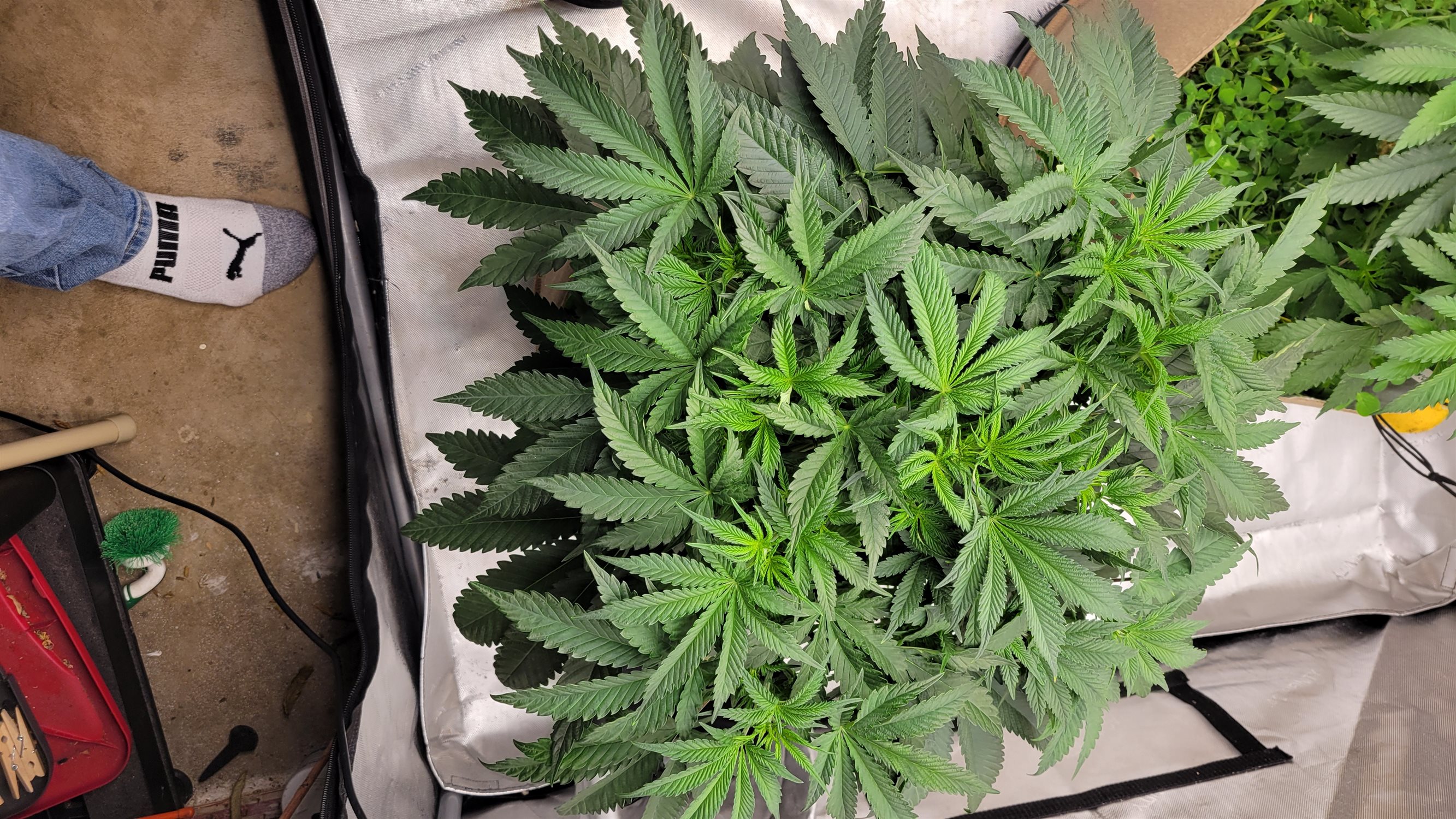 Featured Plant Image