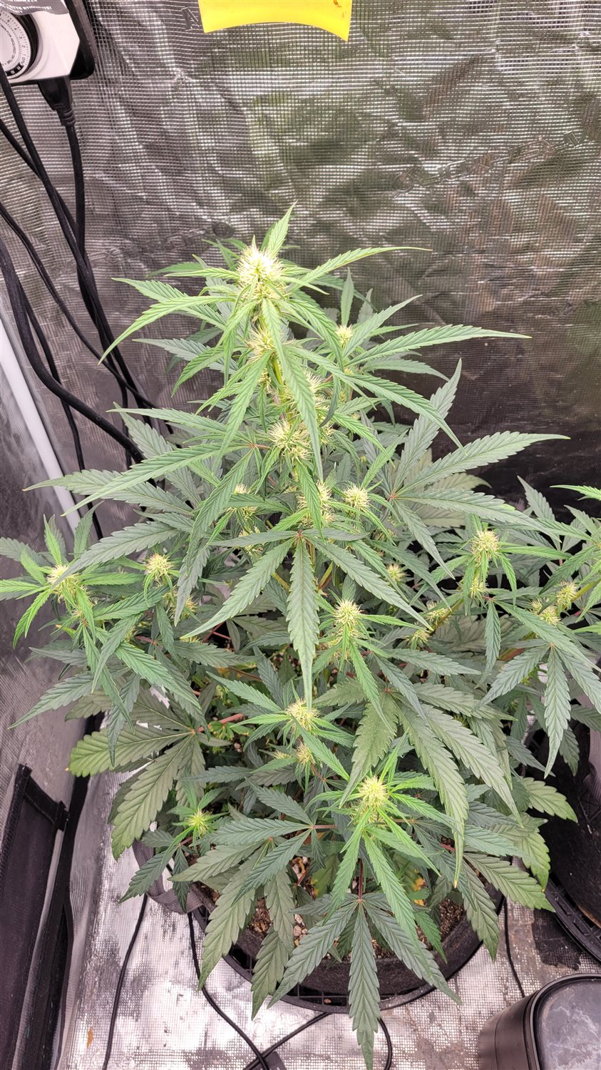 Featured Plant Image