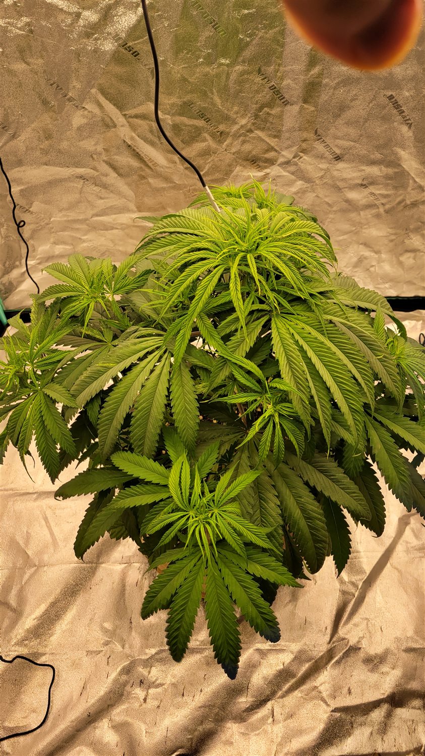 Featured Plant Image