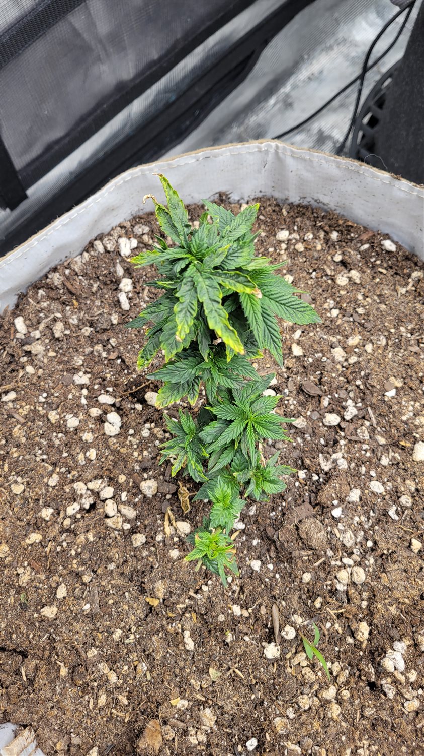 Featured Plant Image