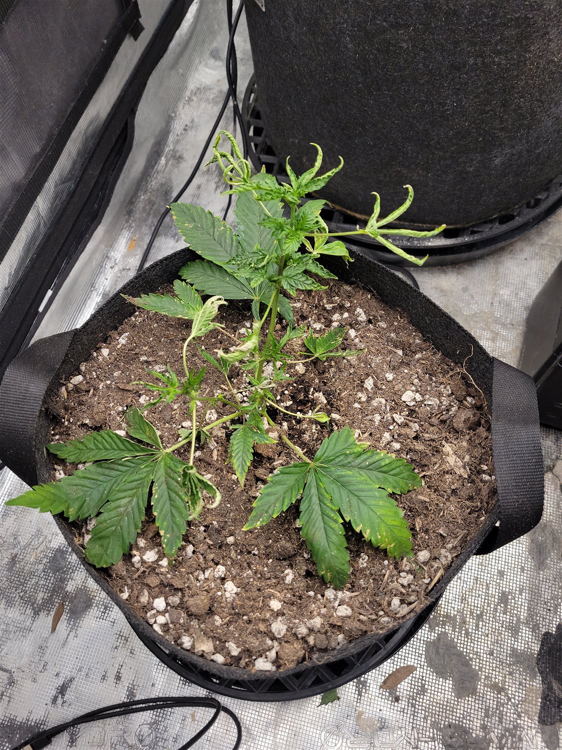 Featured Plant Image