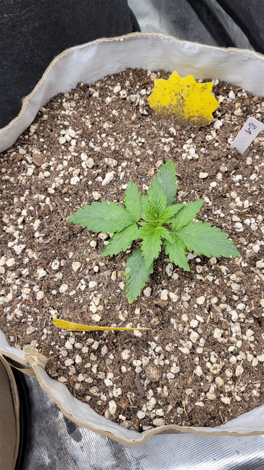 Featured Plant Image