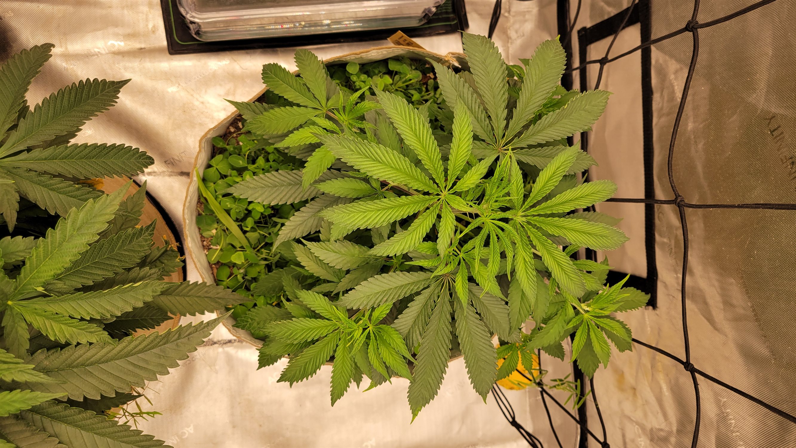 Featured Plant Image