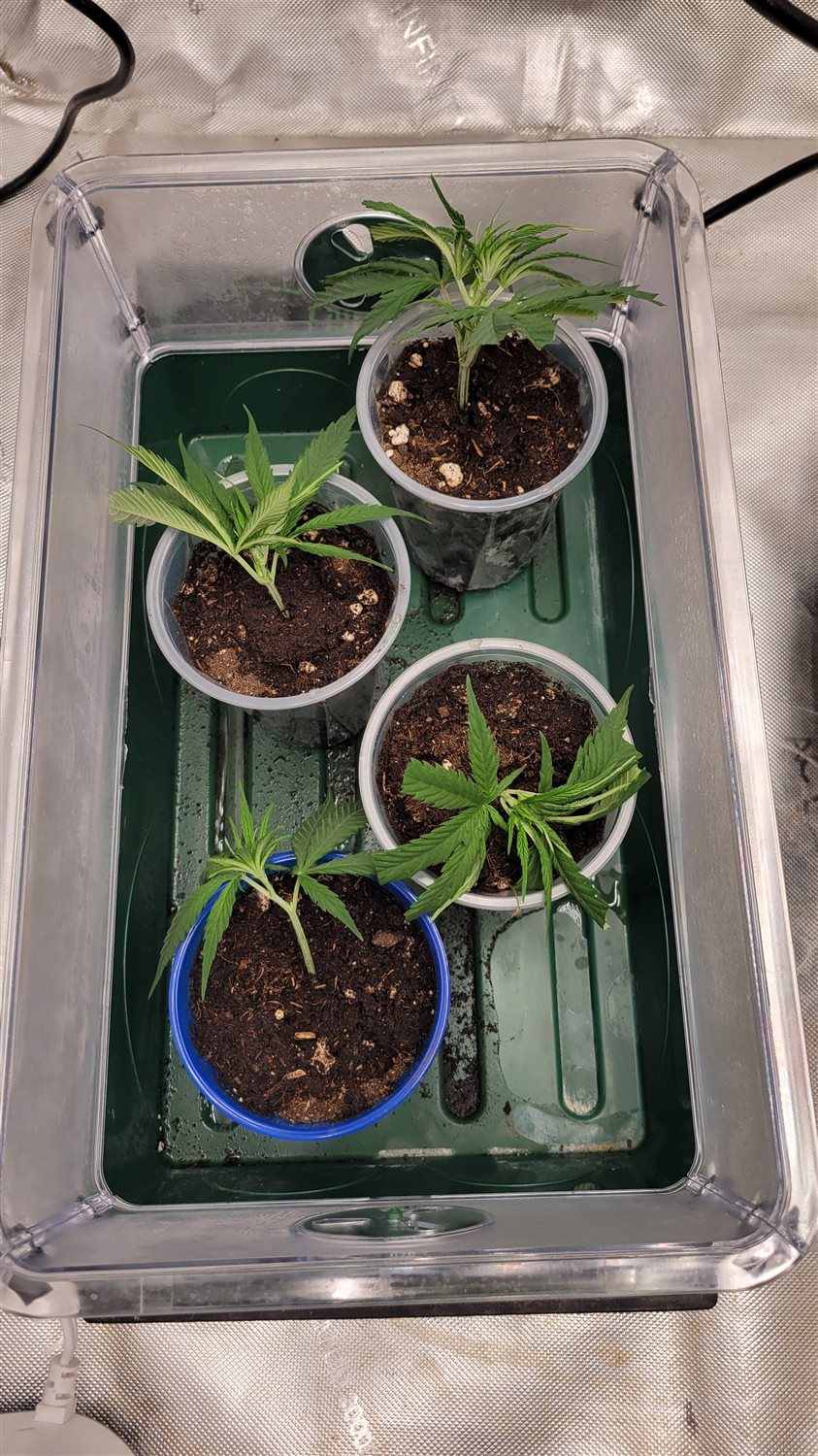 Featured Plant Image