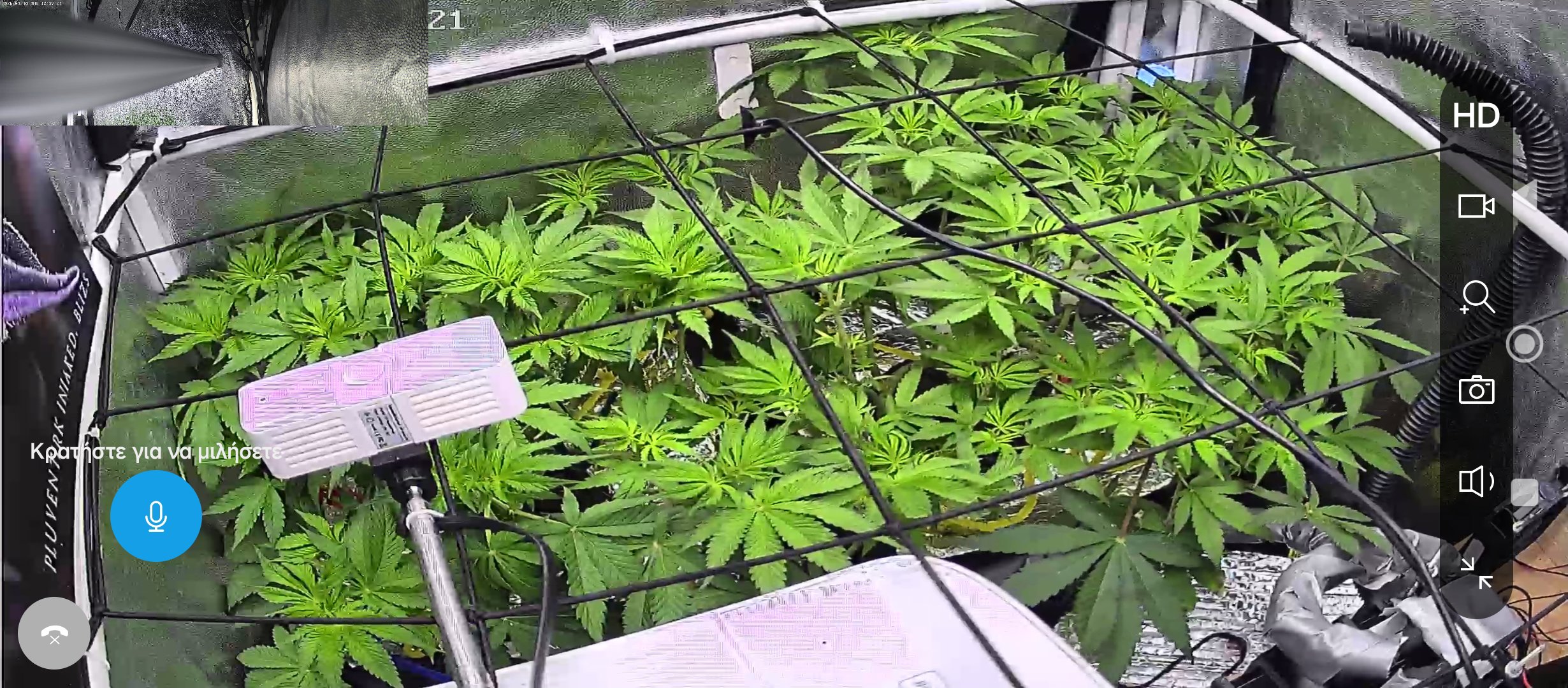Blueberry Pancakes plant image