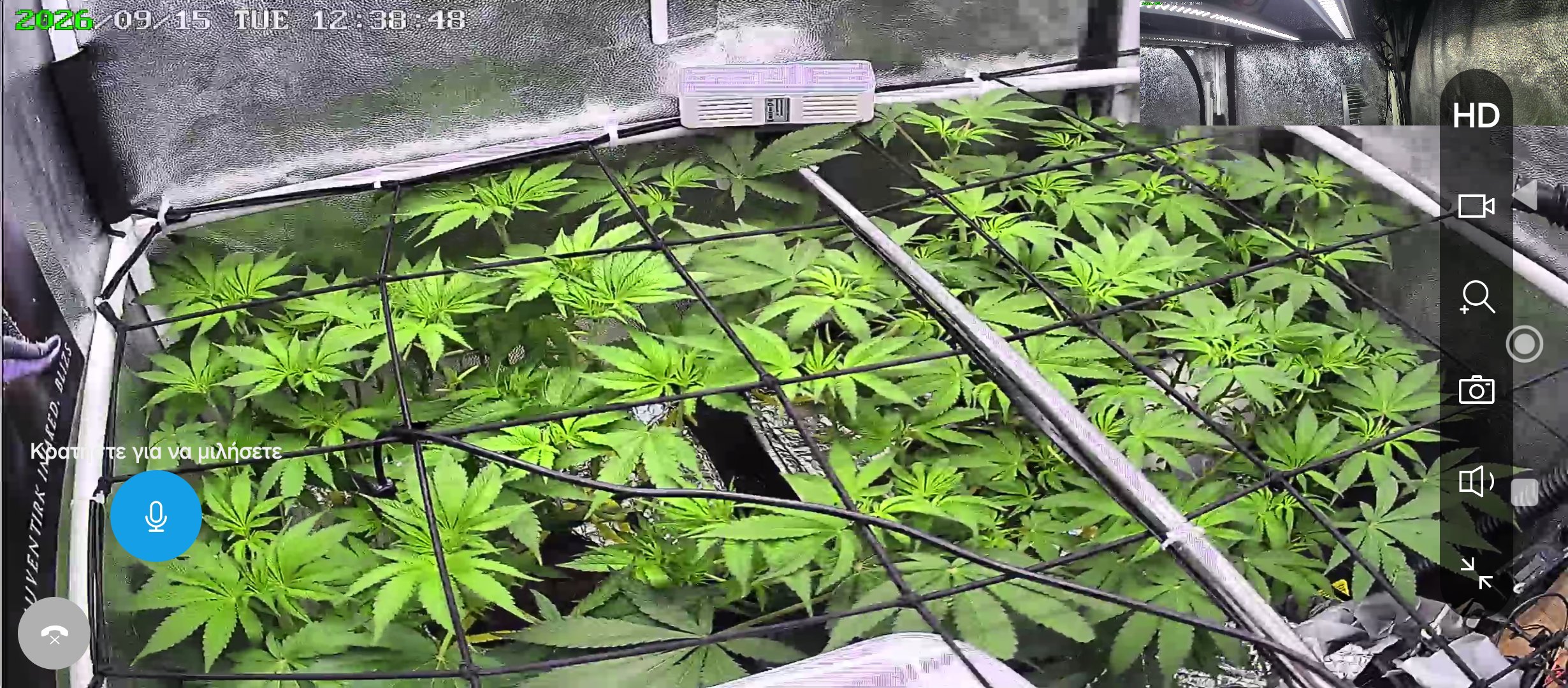 Blueberry Pancakes plant photo