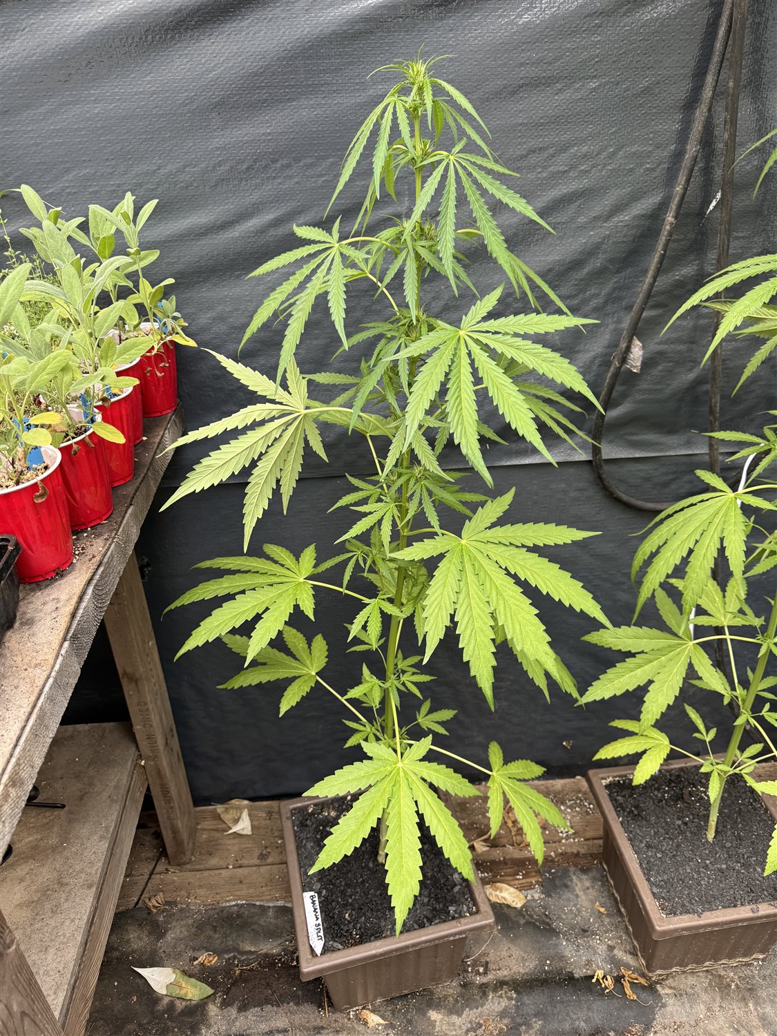 Featured Plant Image