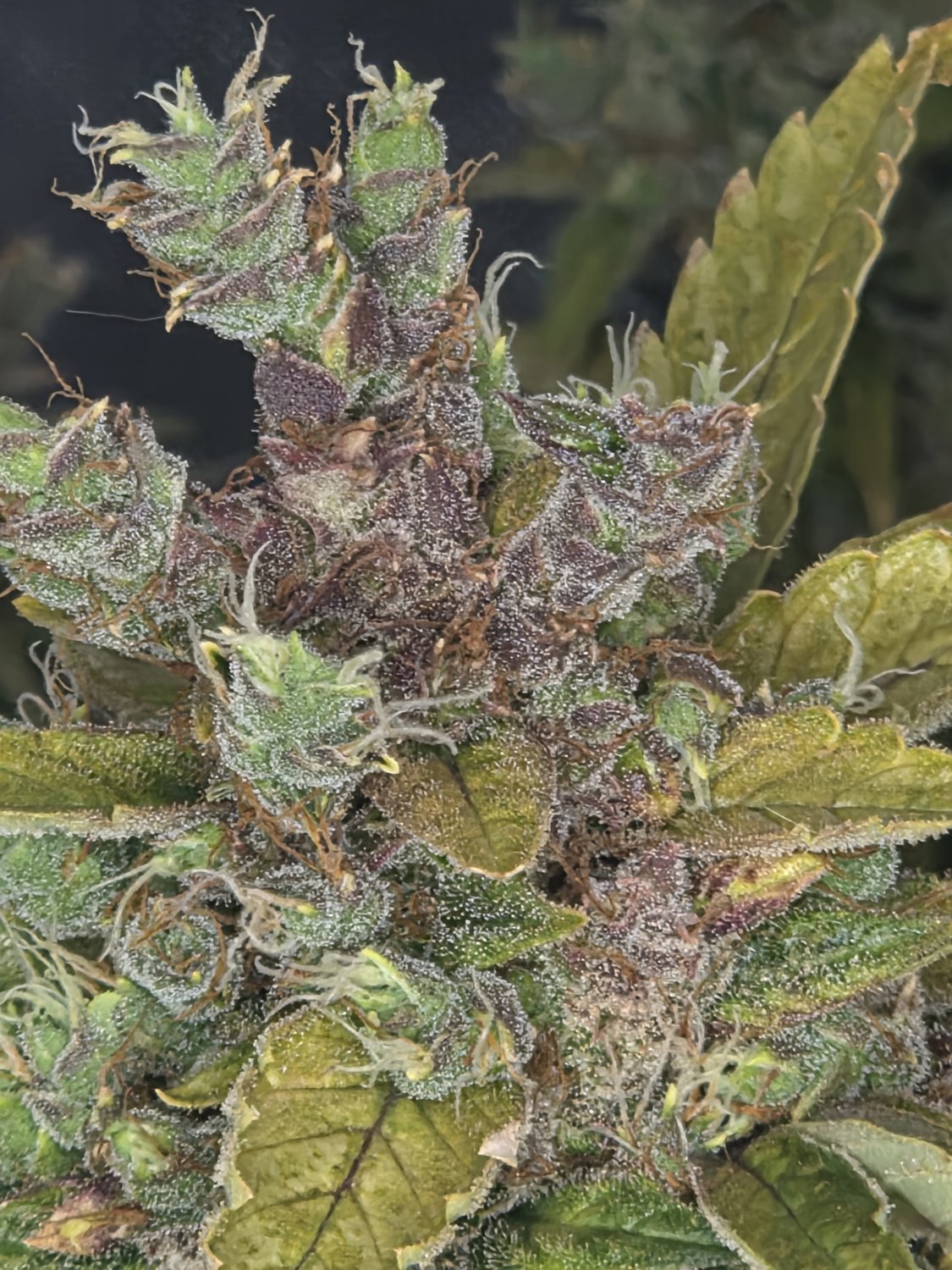 Purple Kush plant photo