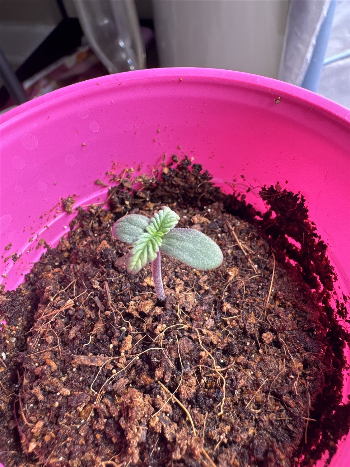 Featured Plant Image