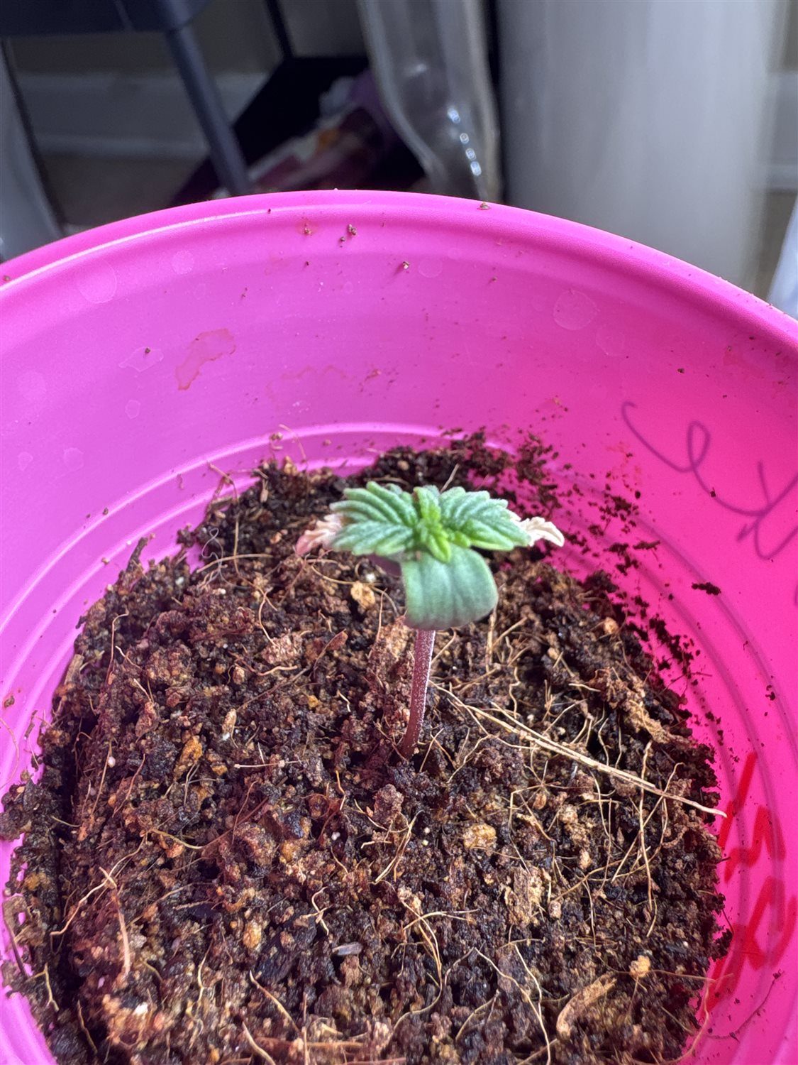 Featured Plant Image