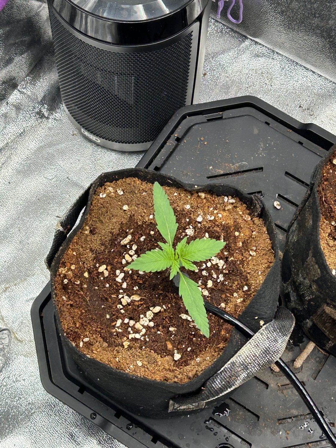 Purple Haze  plant photo
