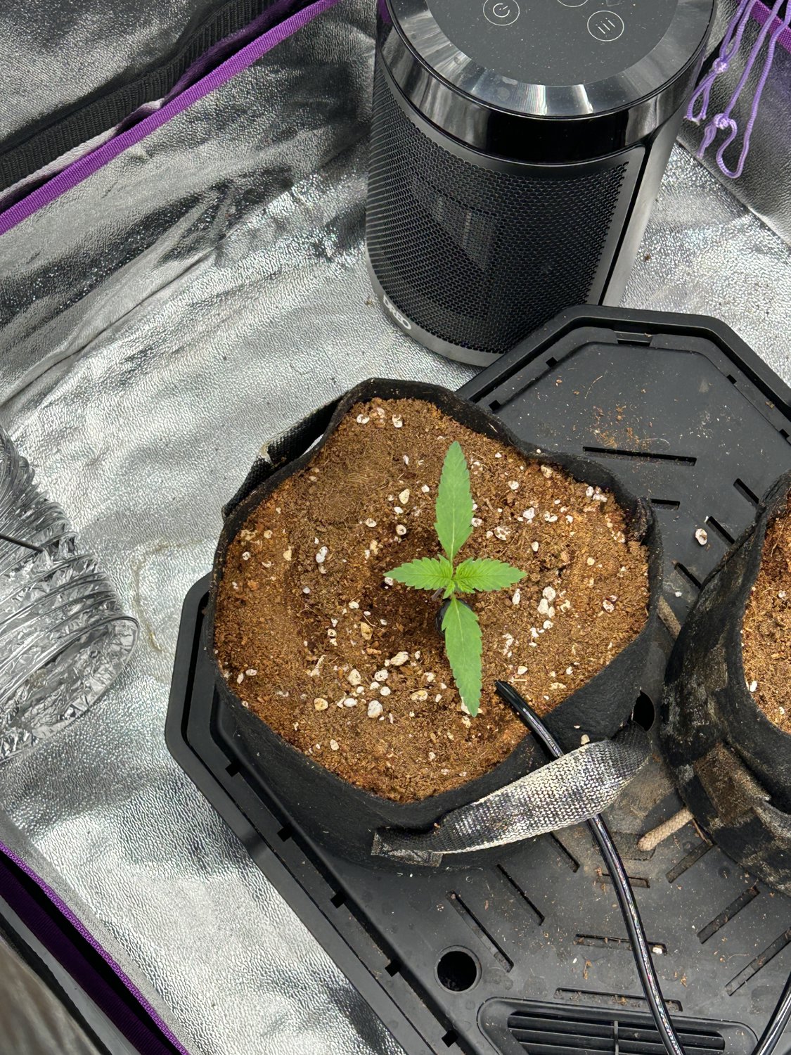 Purple Haze  plant image