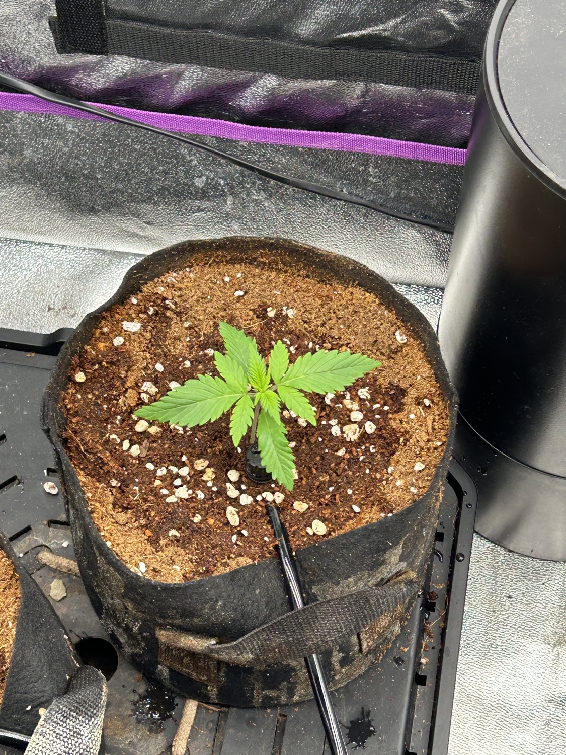 Banana Purple Punch plant photo