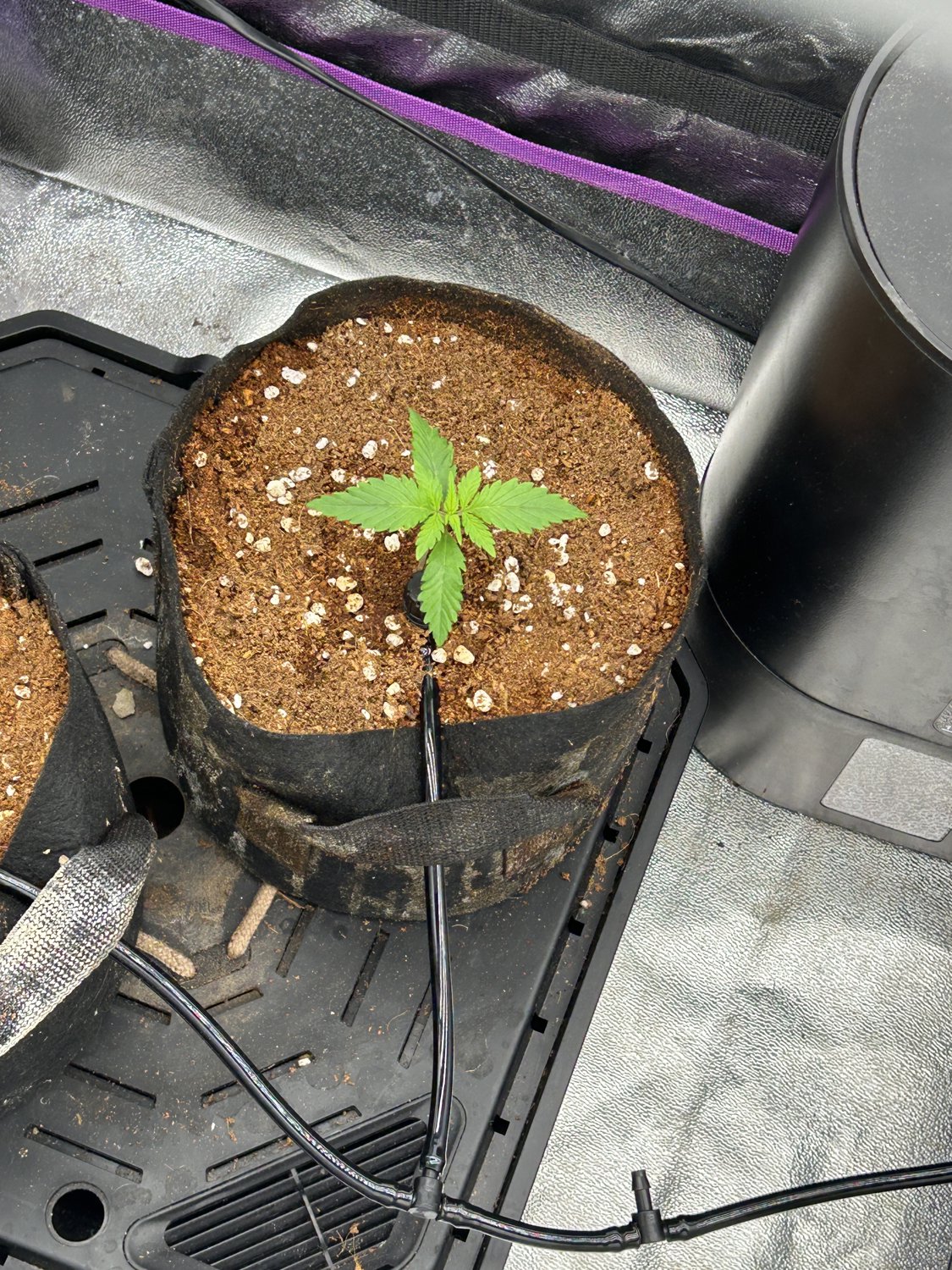 Banana Purple Punch plant image