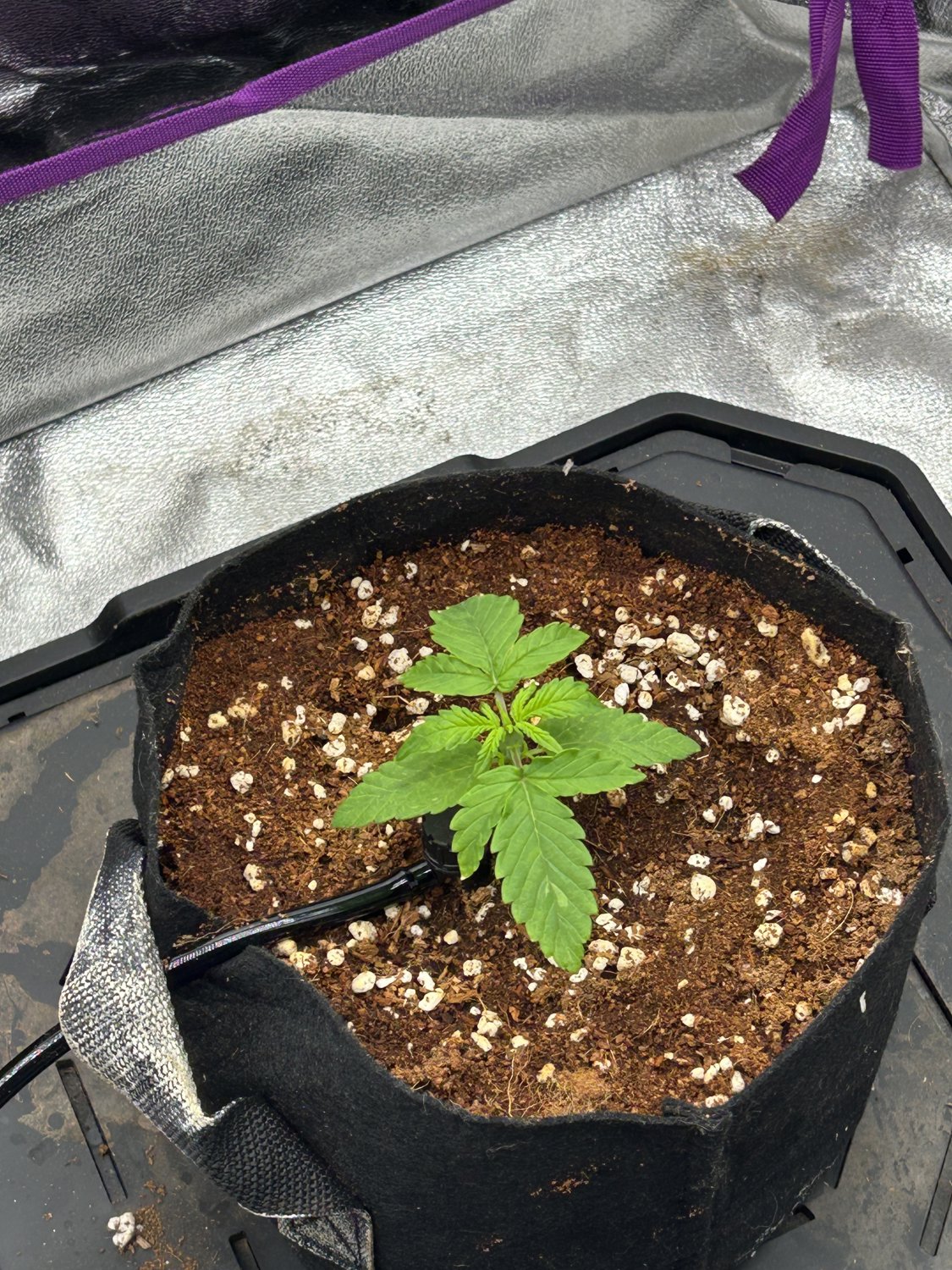 Unknown  plant image