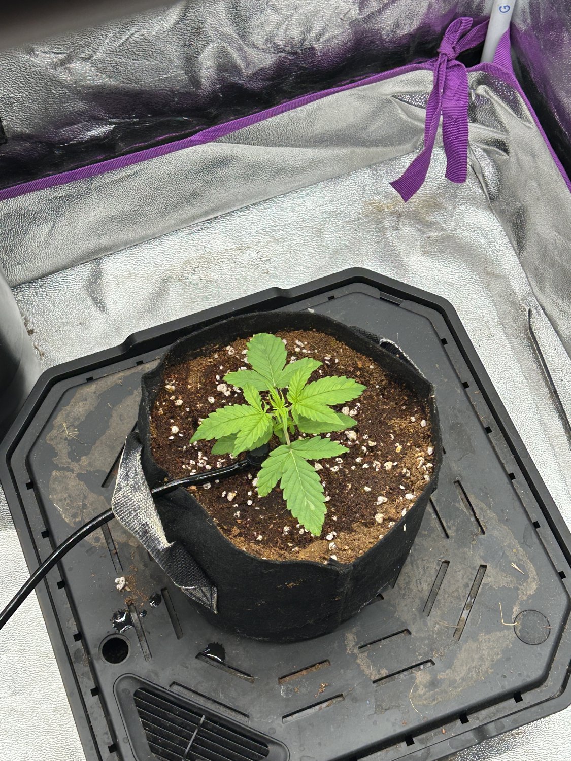 Unknown  plant photo