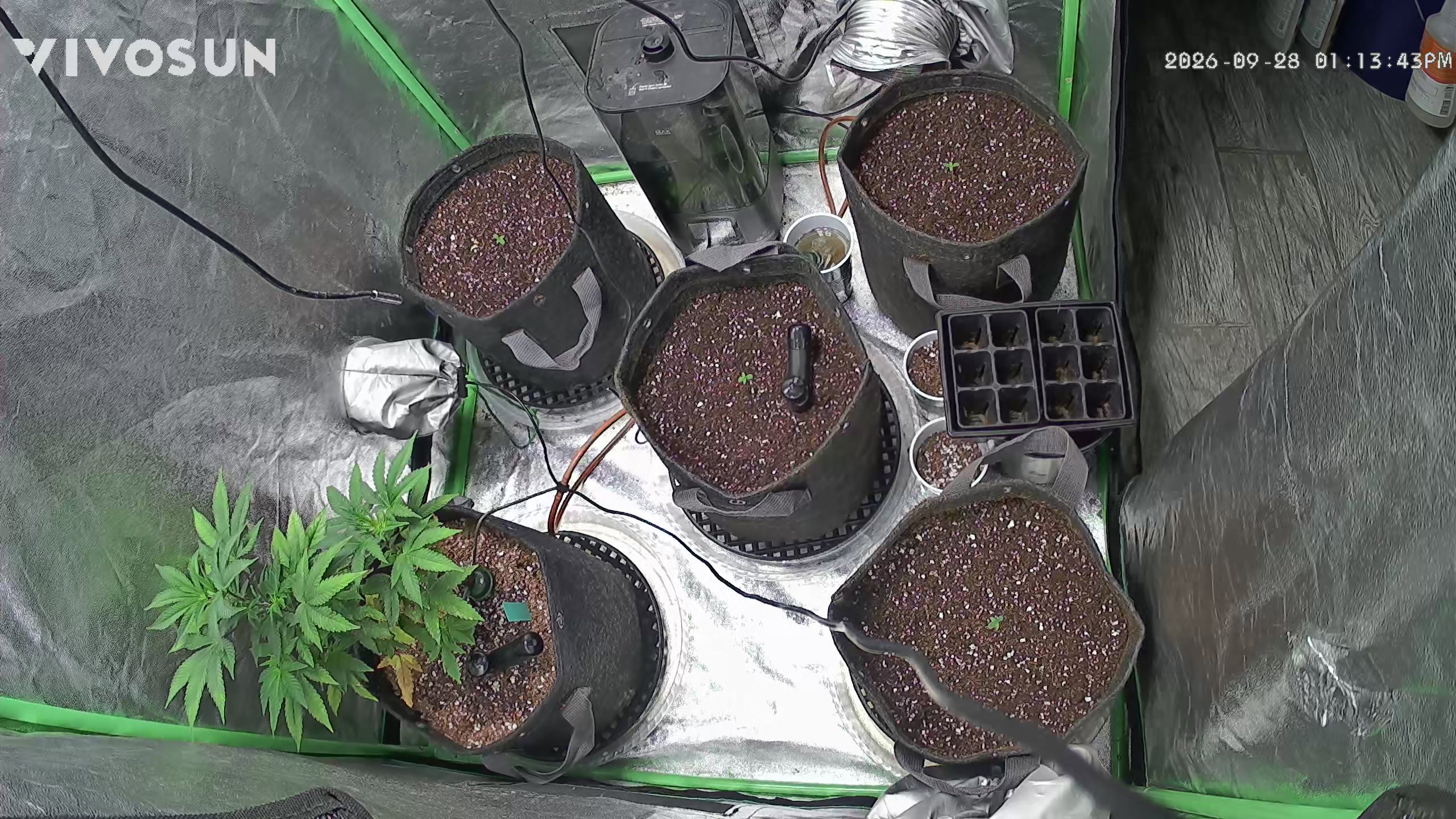 Usain crush 2 plant photo