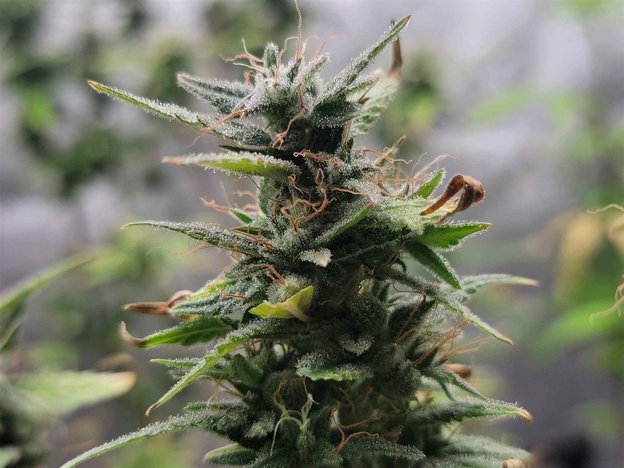 Featured Plant Image