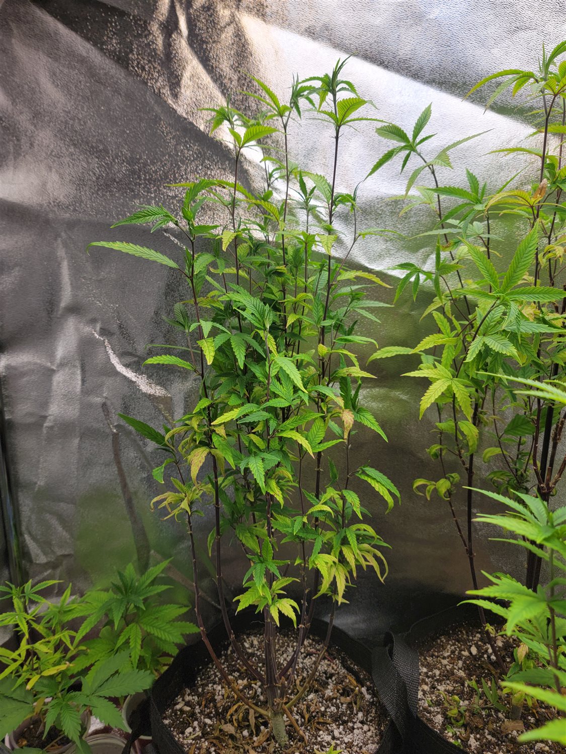 Featured Plant Image