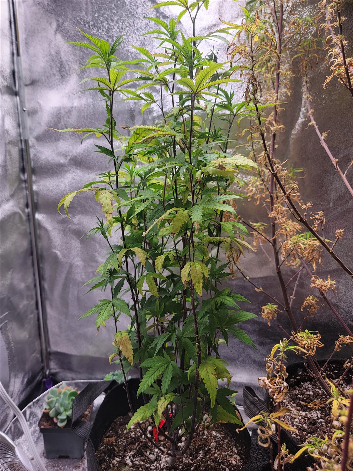 Featured Plant Image