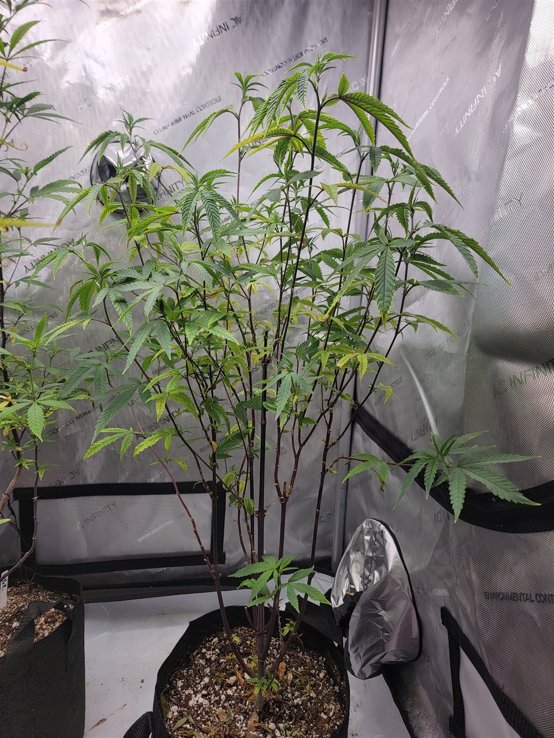 Featured Plant Image