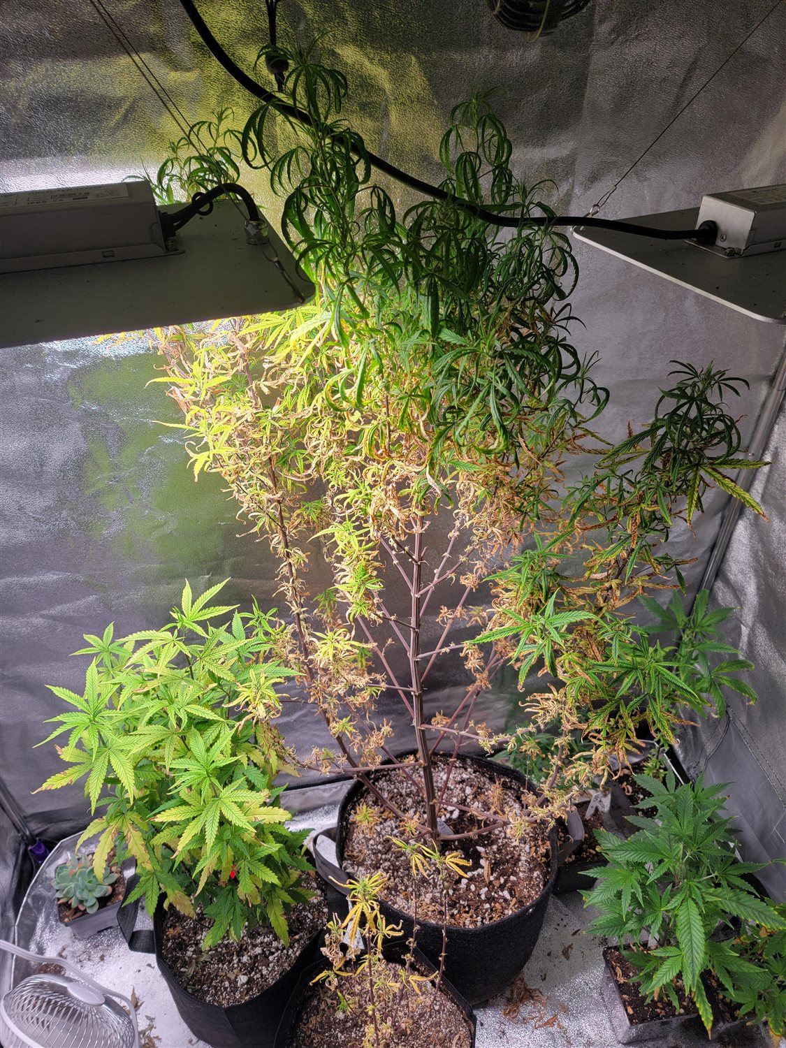 Featured Plant Image