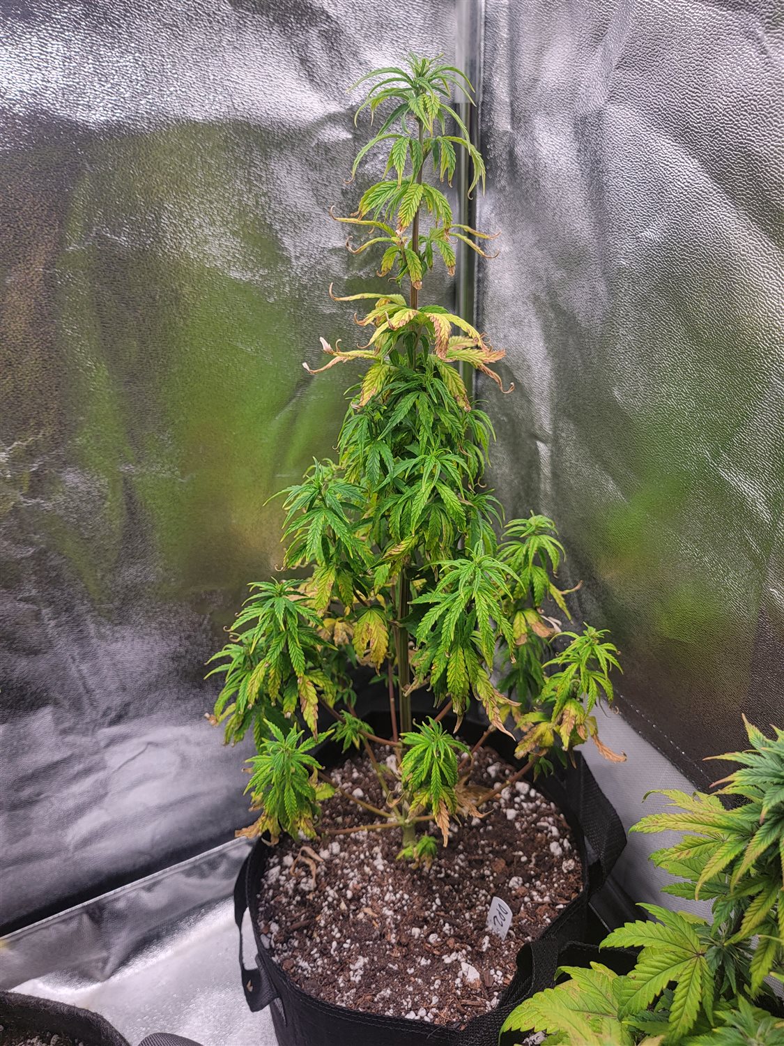 Featured Plant Image