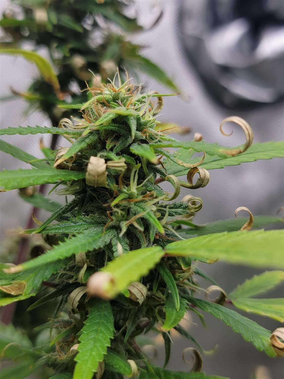 Featured Plant Image