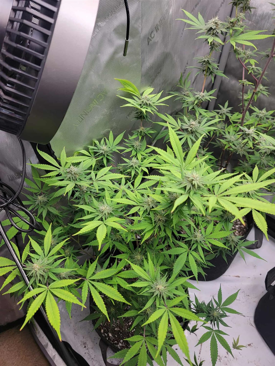 Featured Plant Image