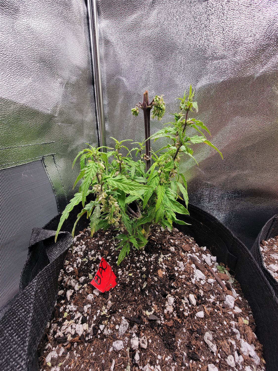 Featured Plant Image