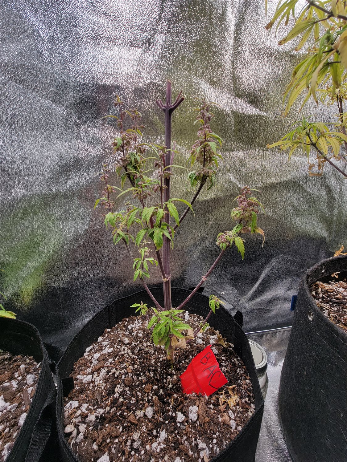 Featured Plant Image