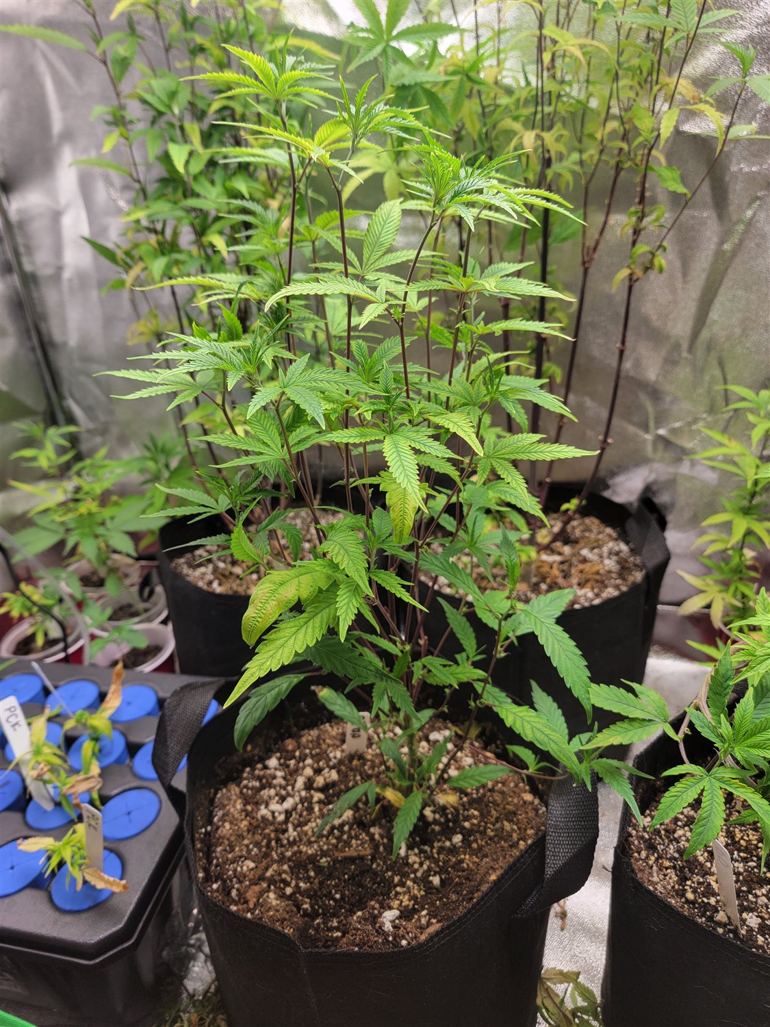 Featured Plant Image