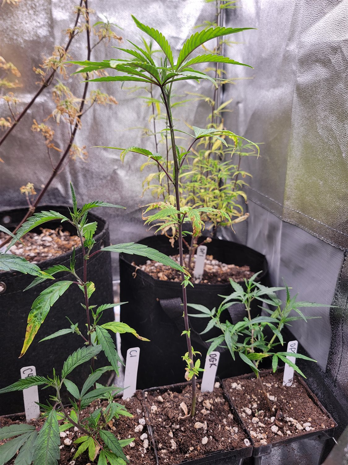 Featured Plant Image