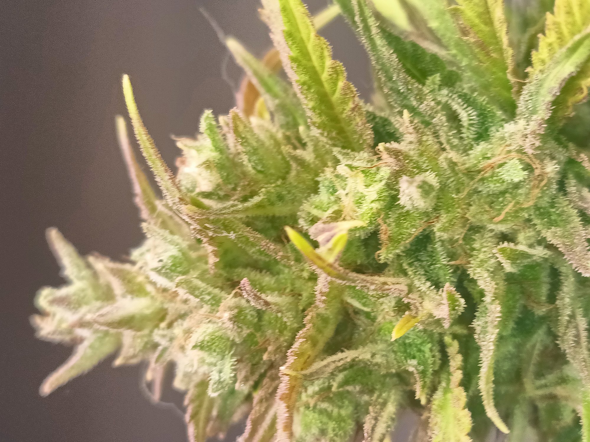 Gorilla Cookies plant photo
