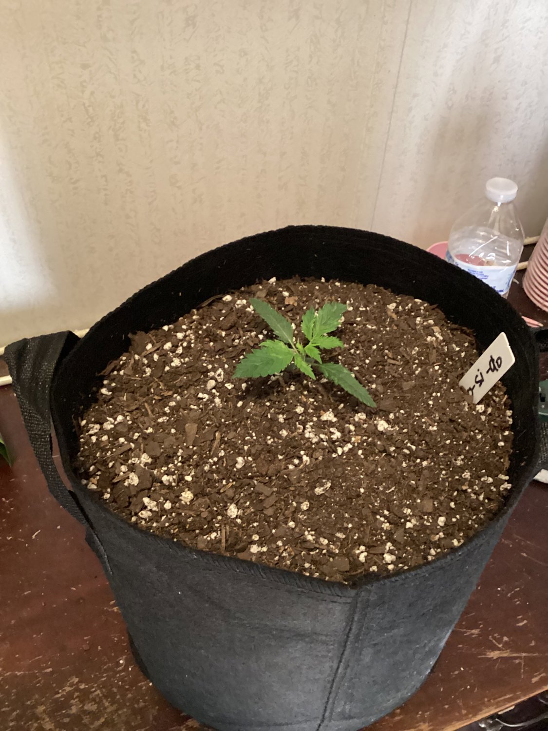 Do Si Dos plant photo