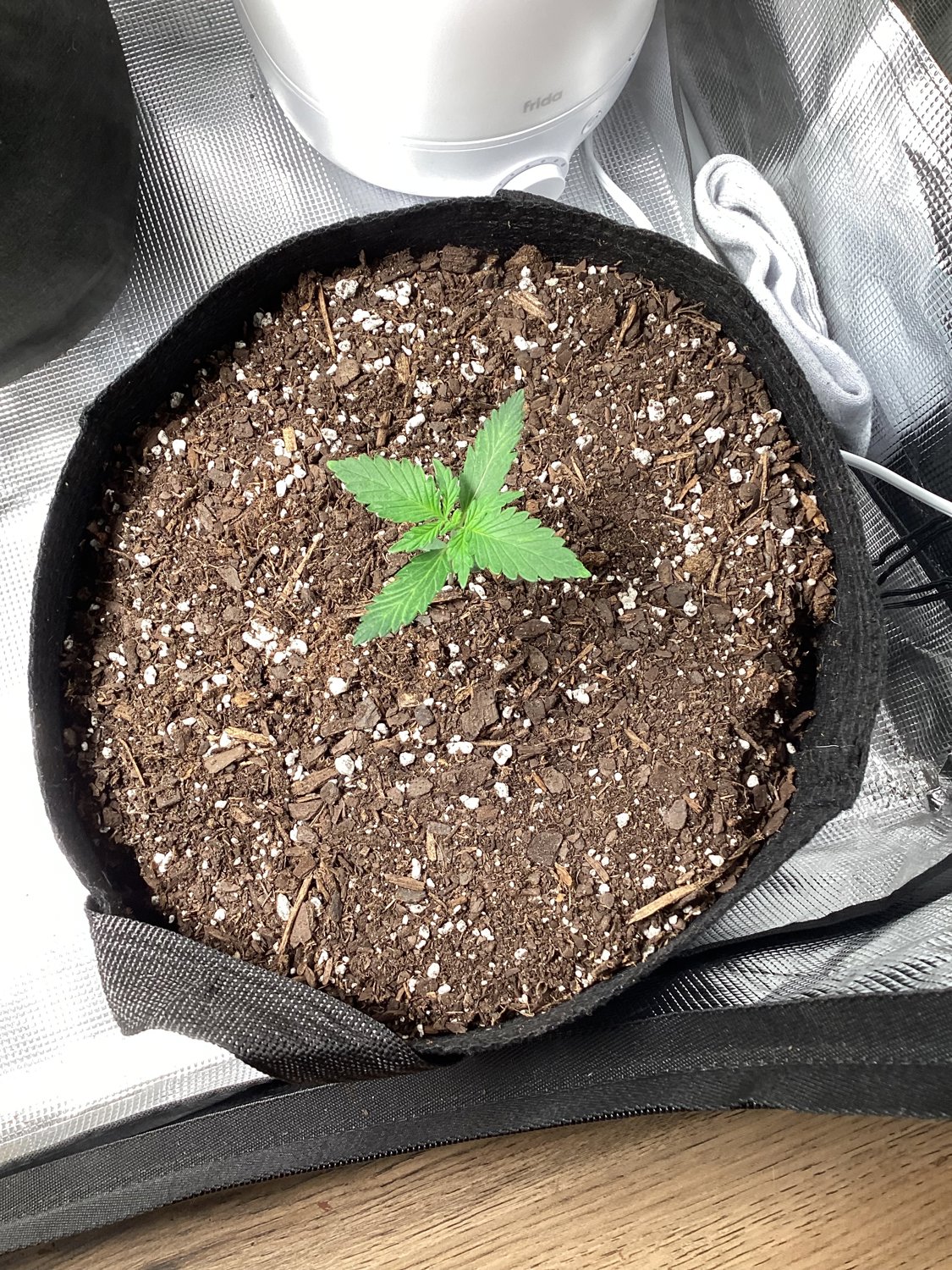 Northern Lights #1 plant photo