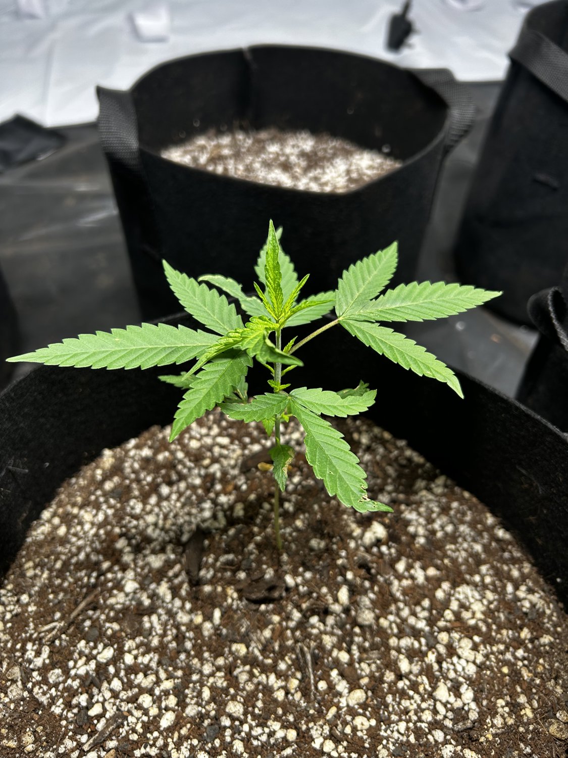 Bruce Banner plant photo