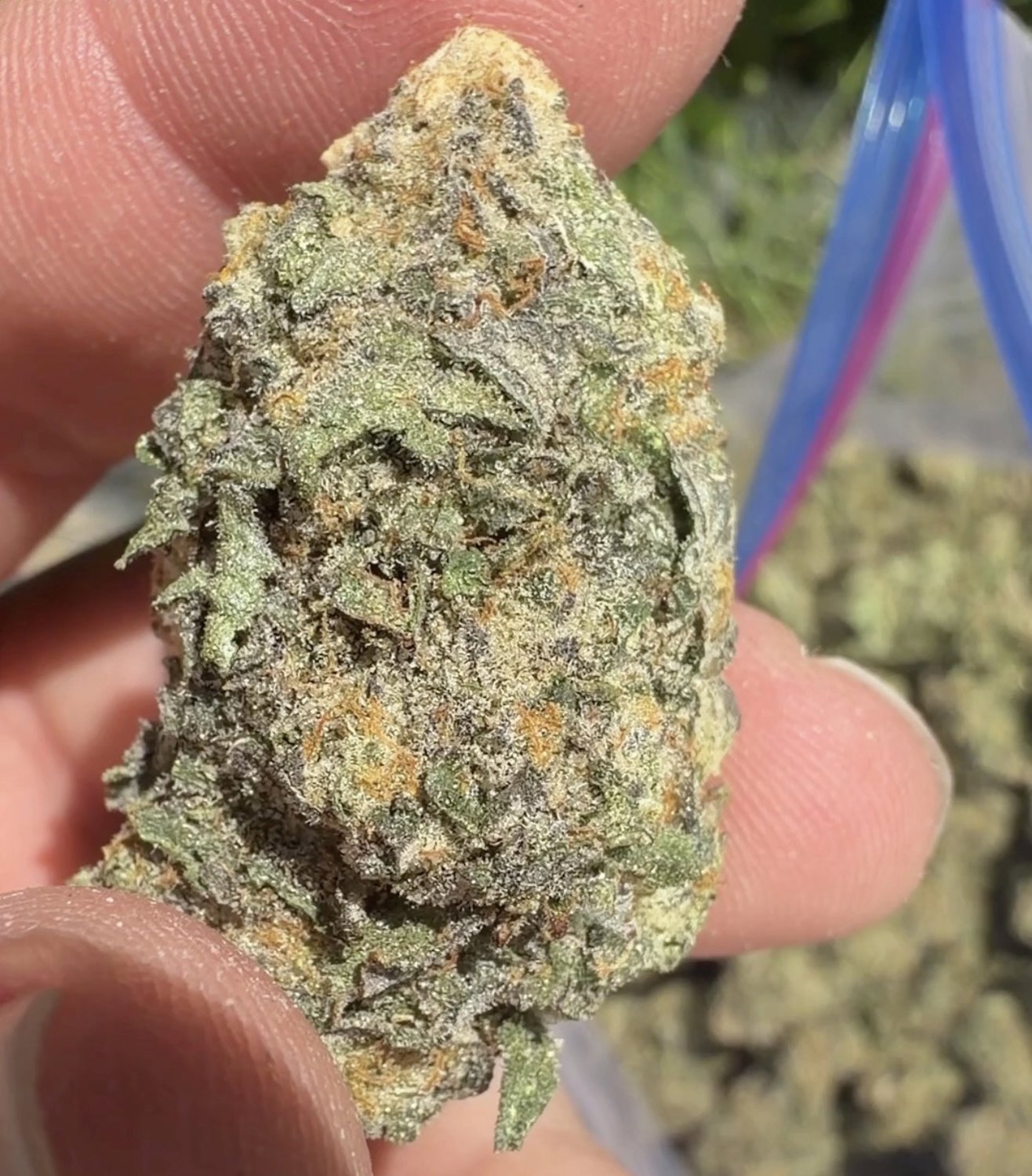 Gary Payton plant photo