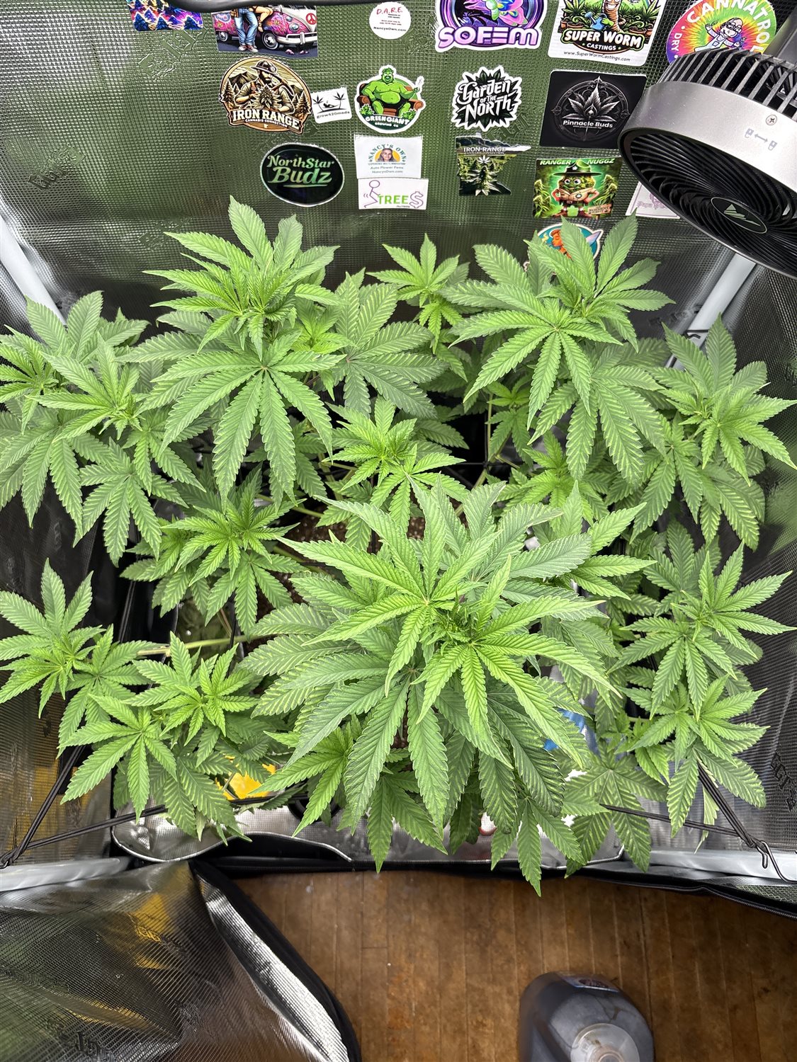 Featured Plant Image