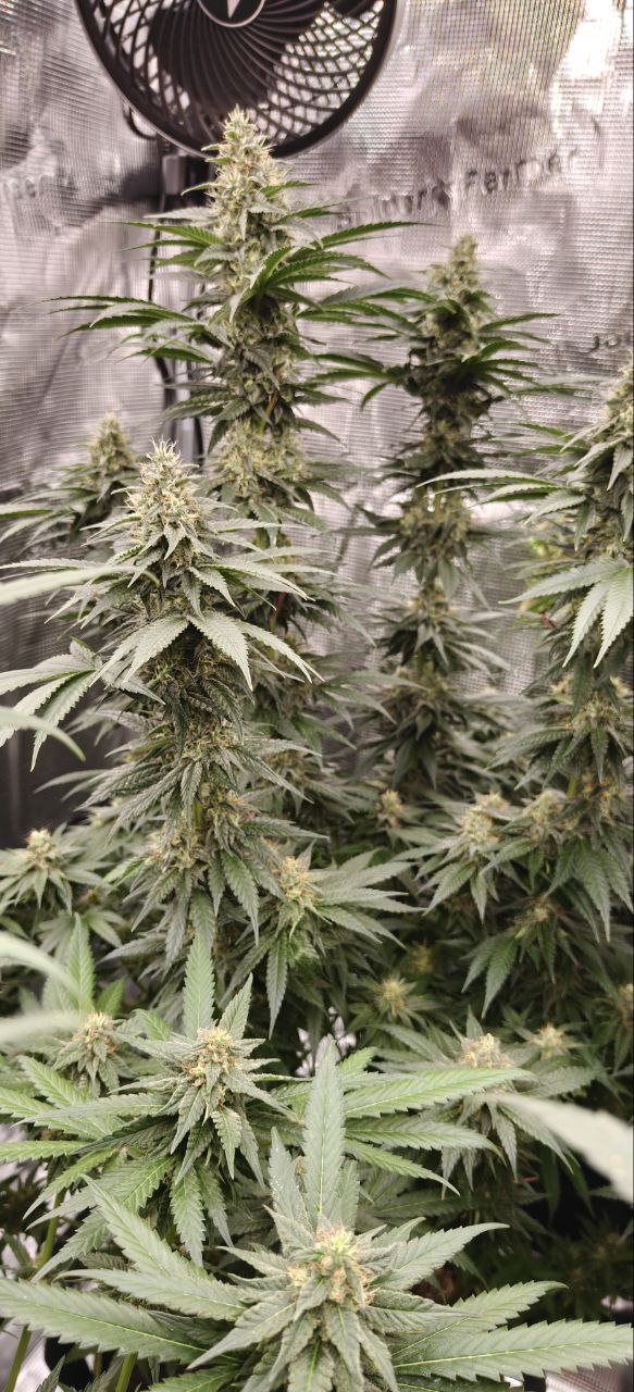 Featured Plant Image