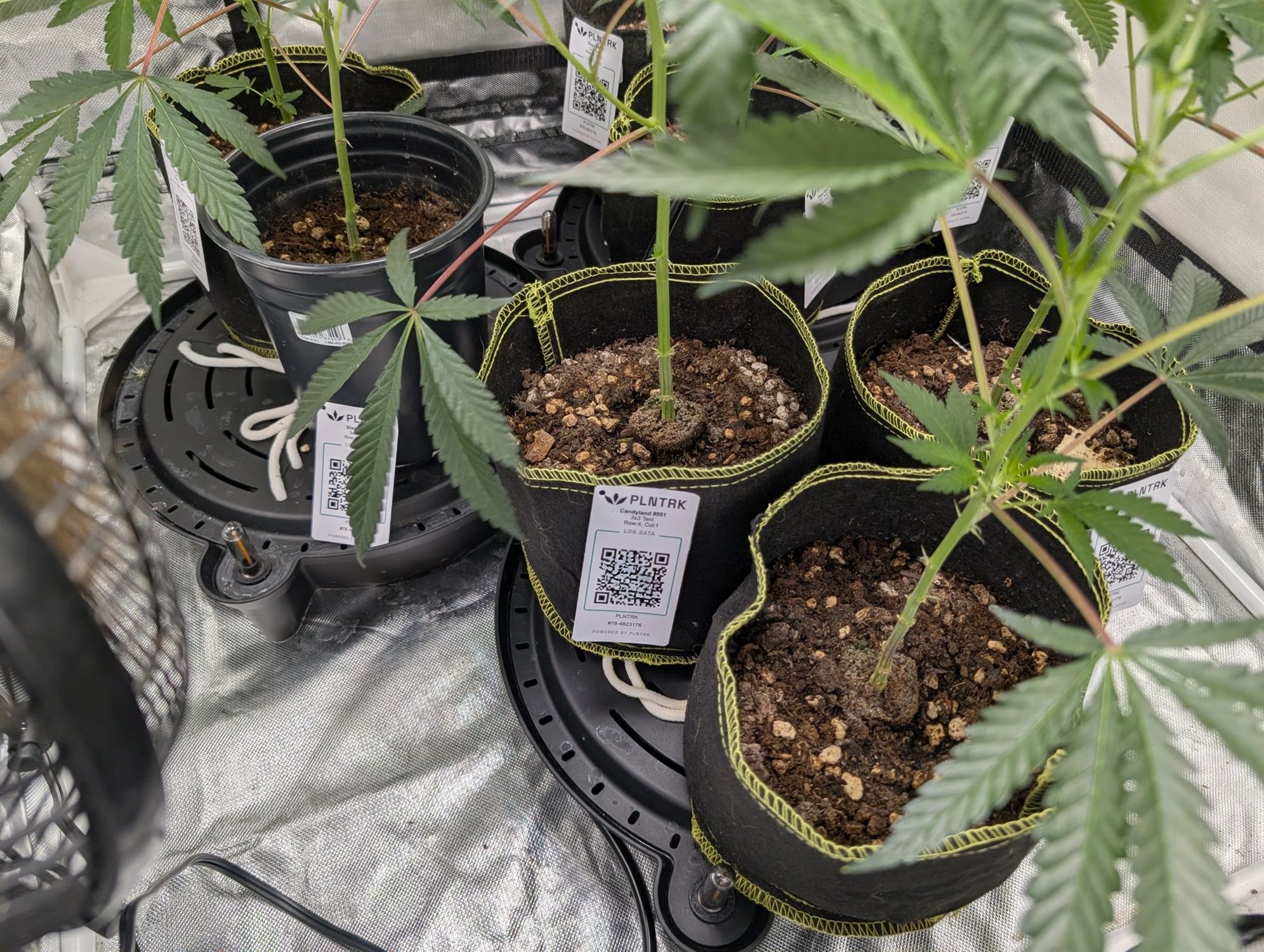 PLnTrk: Featured image for "The Ultimate Cannabis Grow Journal: Track, Learn, and Grow Smarter with PLNTRK" – plant tracking screenshot