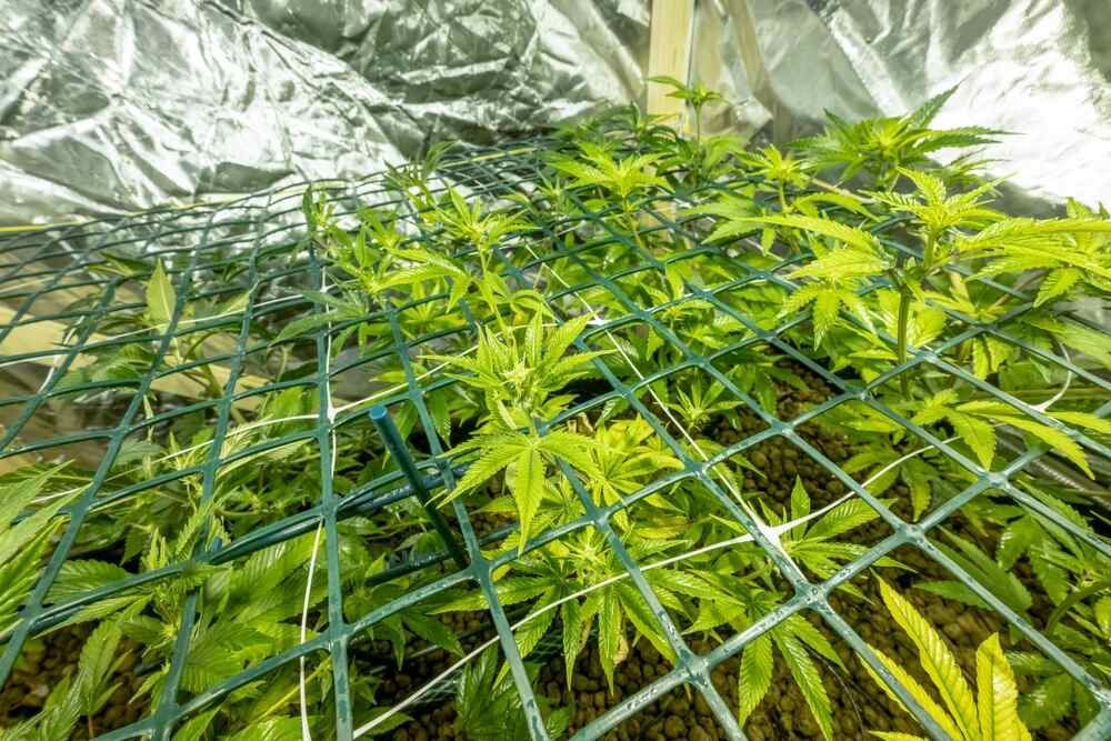 PLnTrk: Gallery image 2 for "Trellis Net: The Unsung Hero of Even Canopy Growth" – cannabis tracking