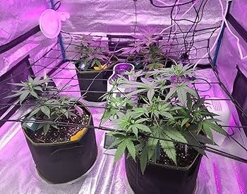 PLnTrk: Gallery image 3 for "Trellis Net: The Unsung Hero of Even Canopy Growth" – cannabis tracking