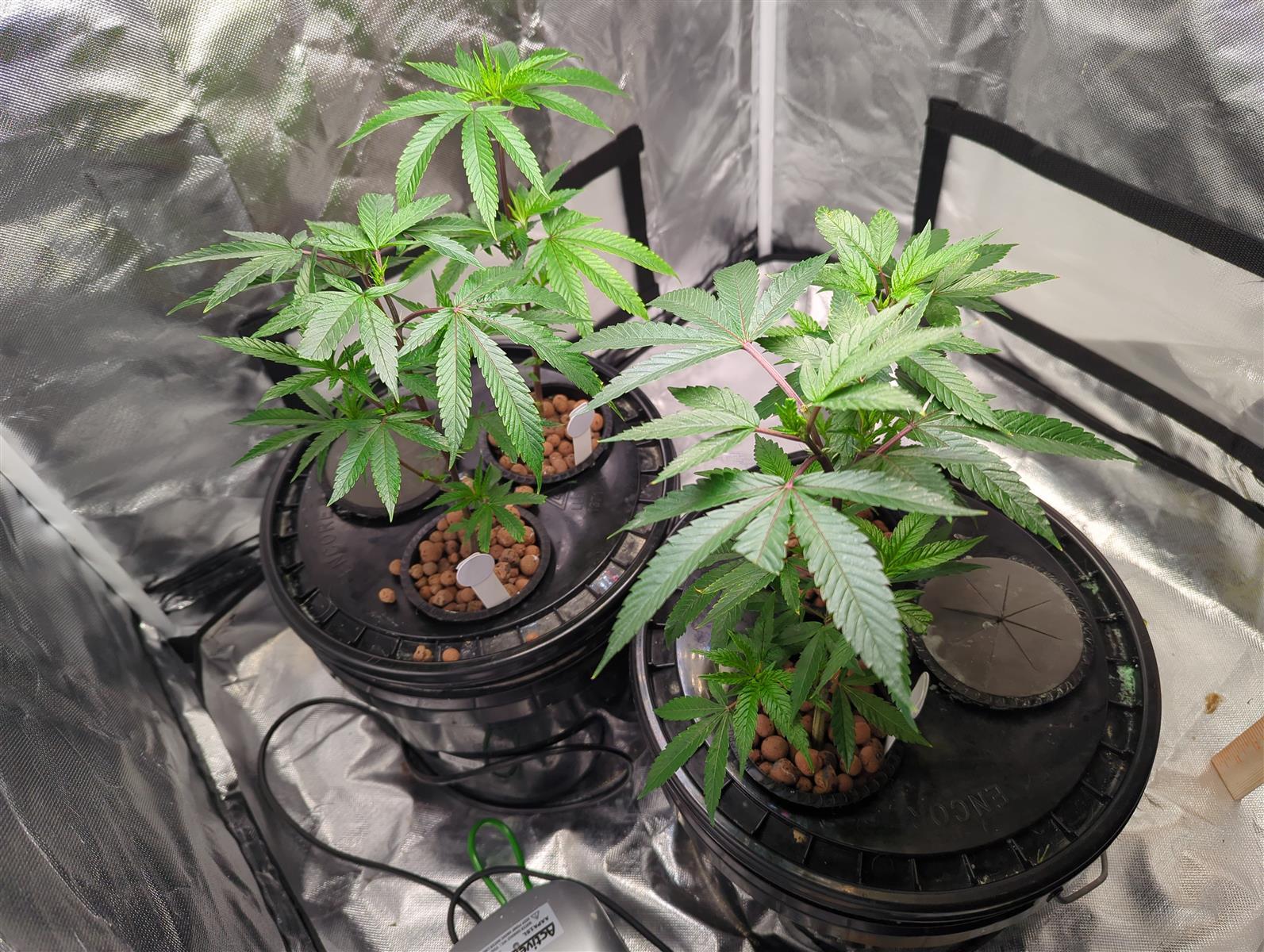 Starting Fresh: My New Blueberry Clones Grow with PLnTrk - 48