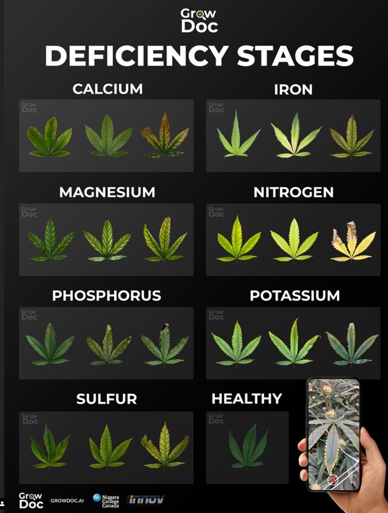 Discover the Best Free Cannabis Growing App: Now with GrowDoc.ai Integration! - 98