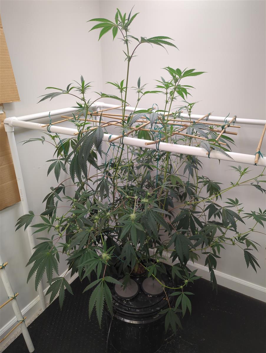 Featured Plant Image