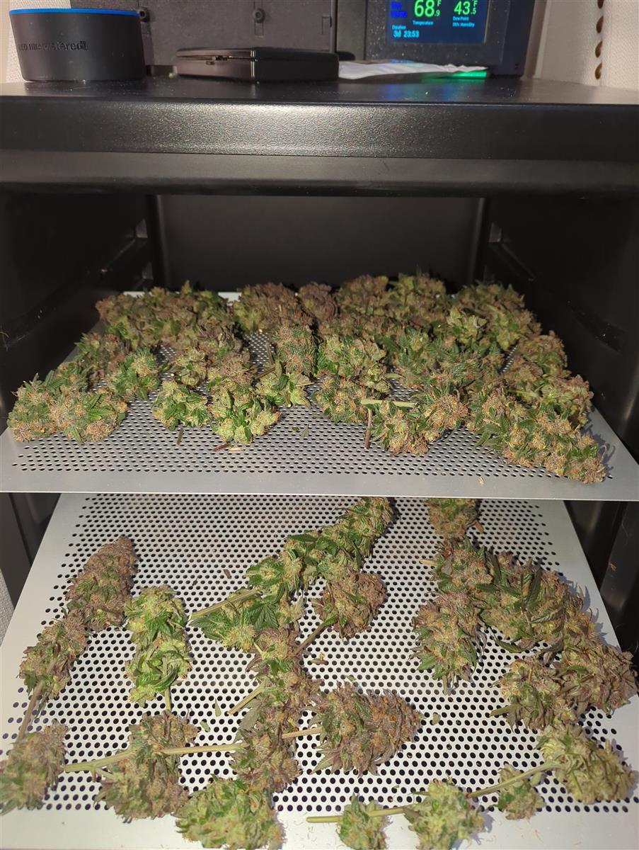 Featured Plant Image