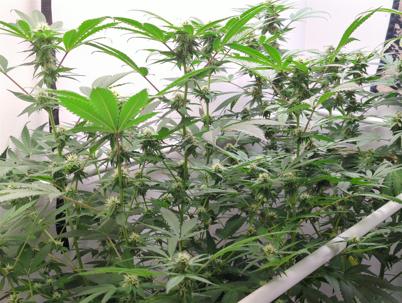 Featured Plant Image